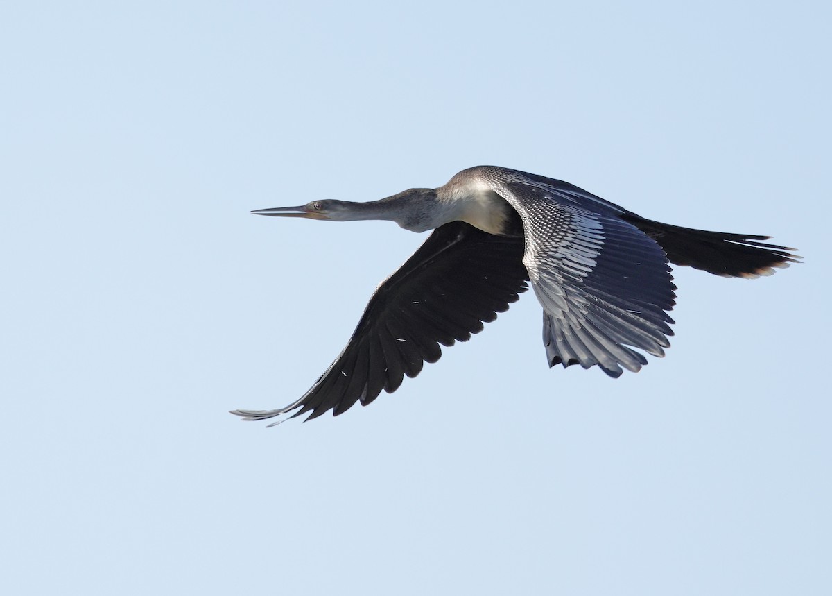 Anhinga - ML647059264