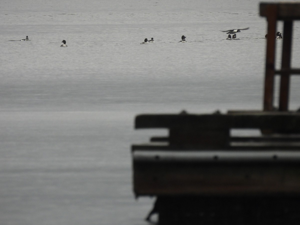 Barrow's Goldeneye - ML647059265