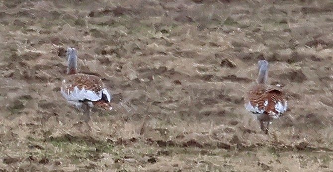 ノガン - ML647059279