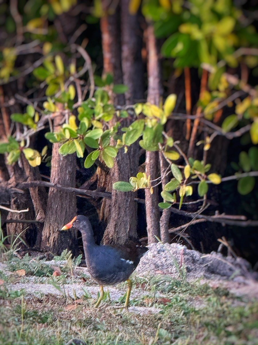 Common Gallinule - ML647059282