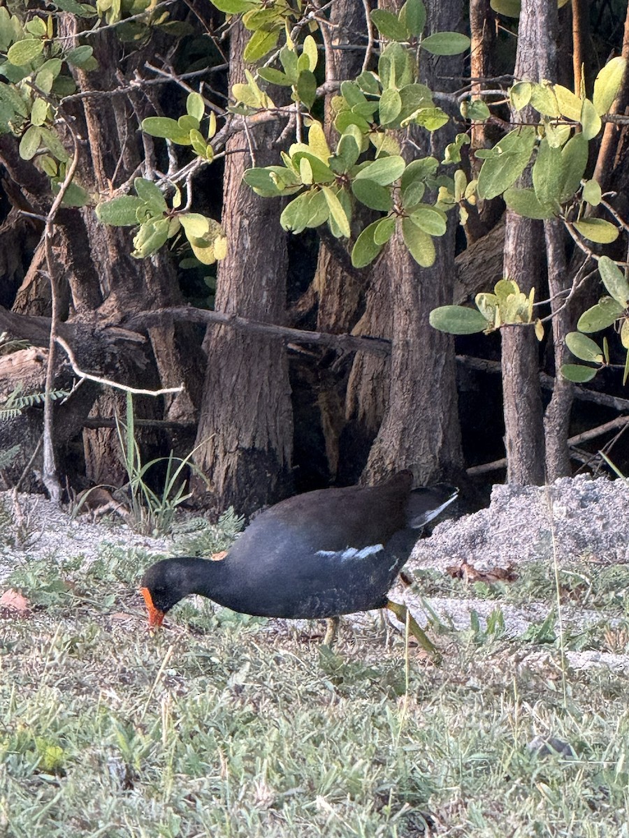 Common Gallinule - ML647059287