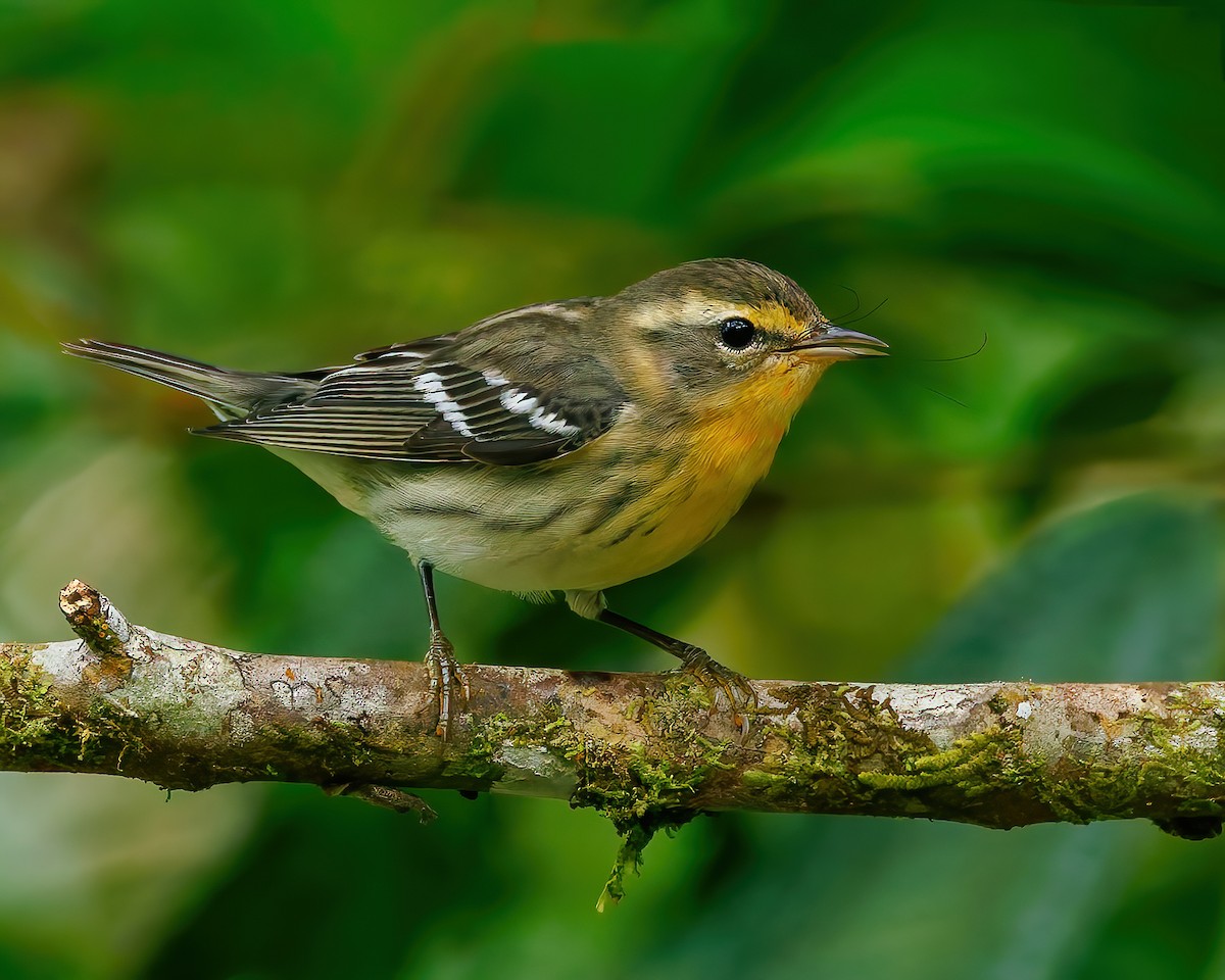 Fichtenwaldsänger - ML647059288