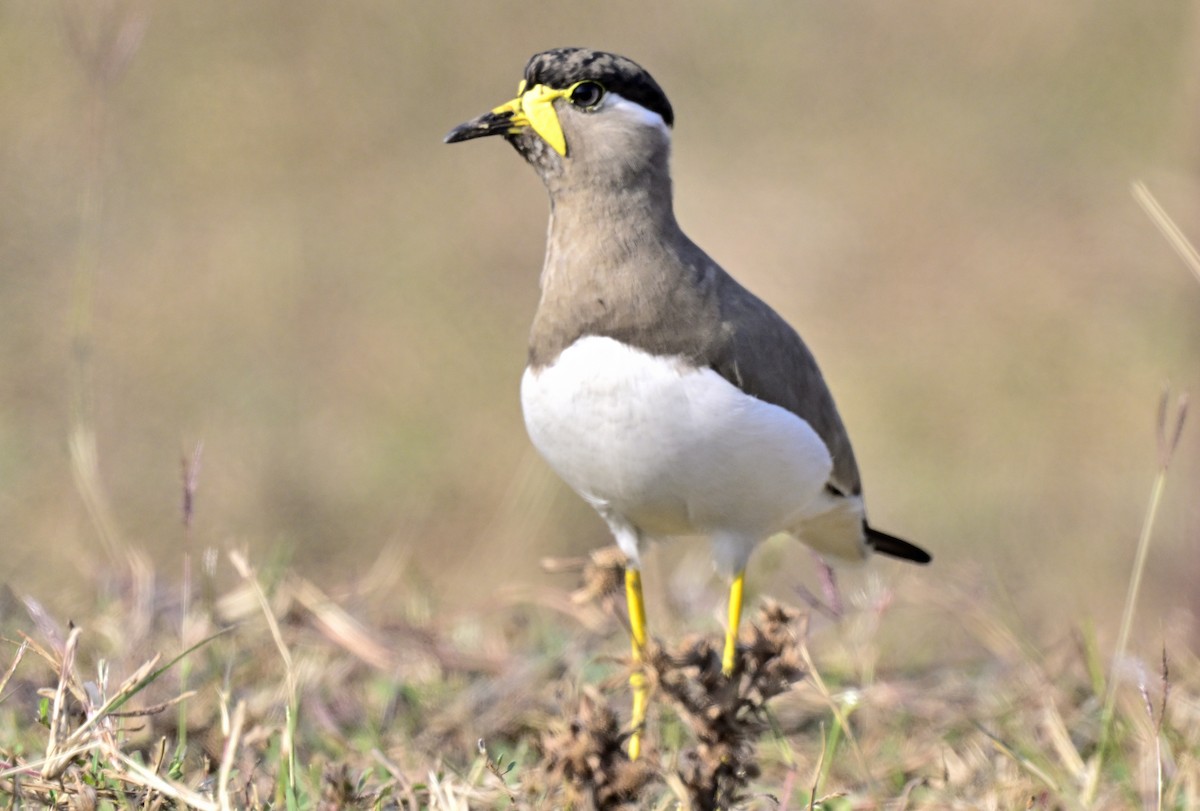 čejka indická - ML647059323