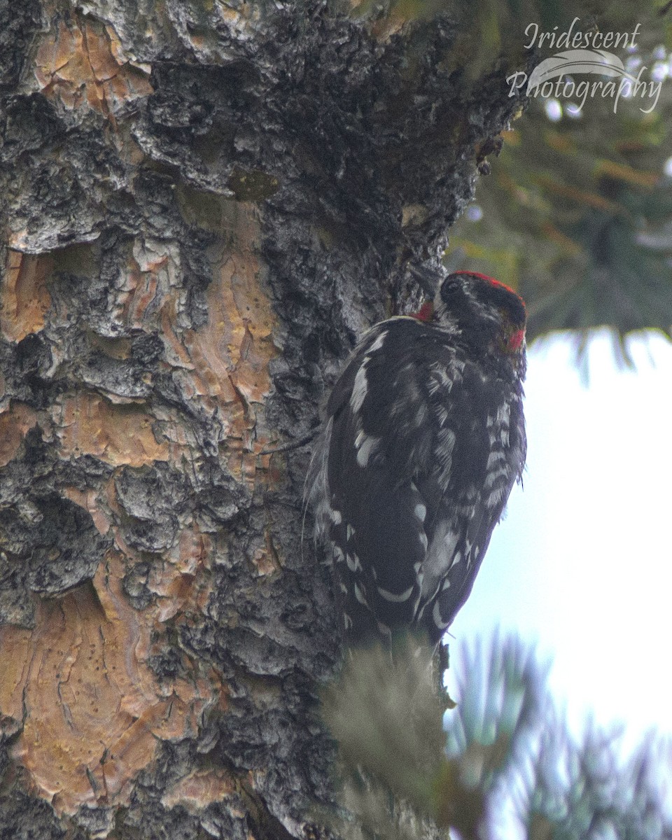 Red-naped Sapsucker - ML647059331