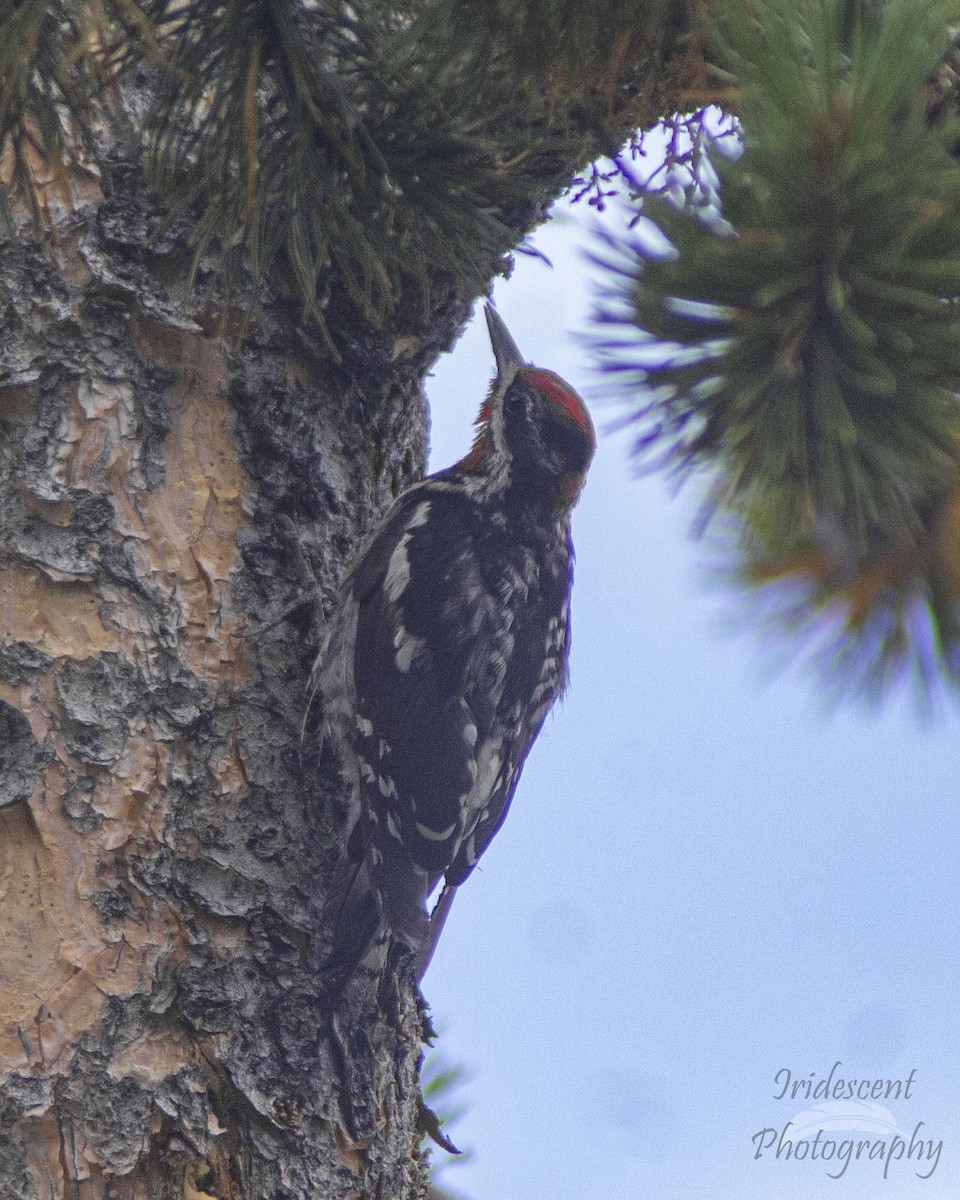 Red-naped Sapsucker - ML647059332