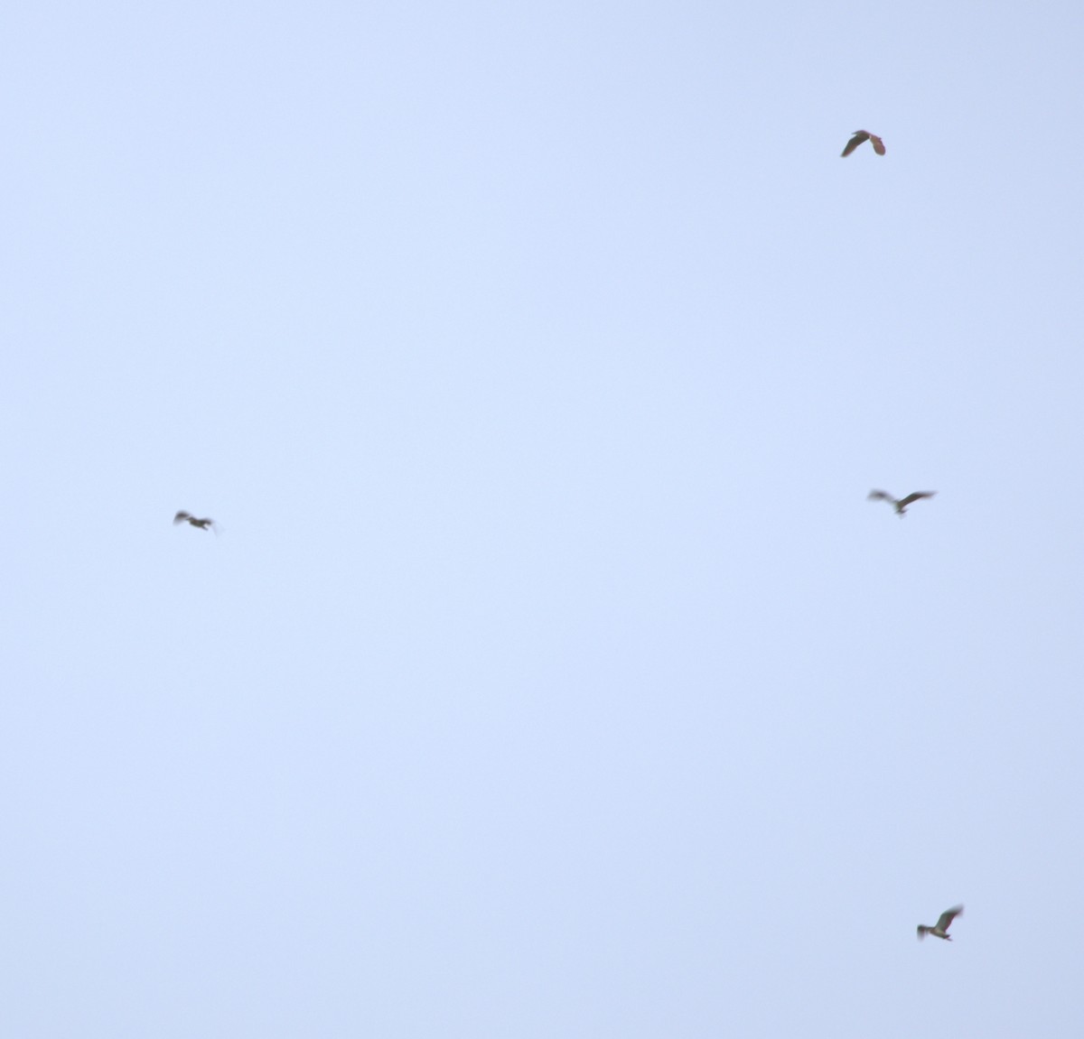 Nankeen Night Heron - ML647059336