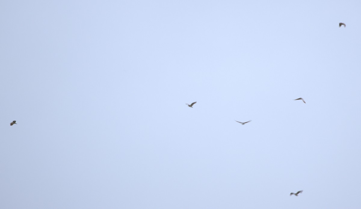 Nankeen Night Heron - ML647059337