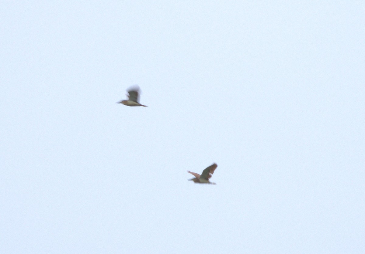 Nankeen Night Heron - ML647059338