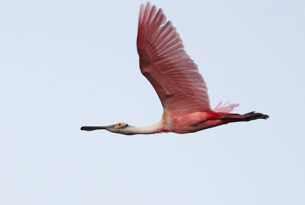 Roseate Spoonbill - ML647059343