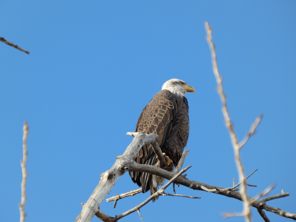 Белоголовый орлан - ML647059344