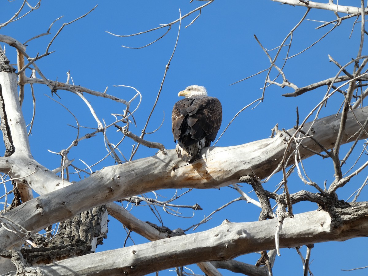 Белоголовый орлан - ML647059345