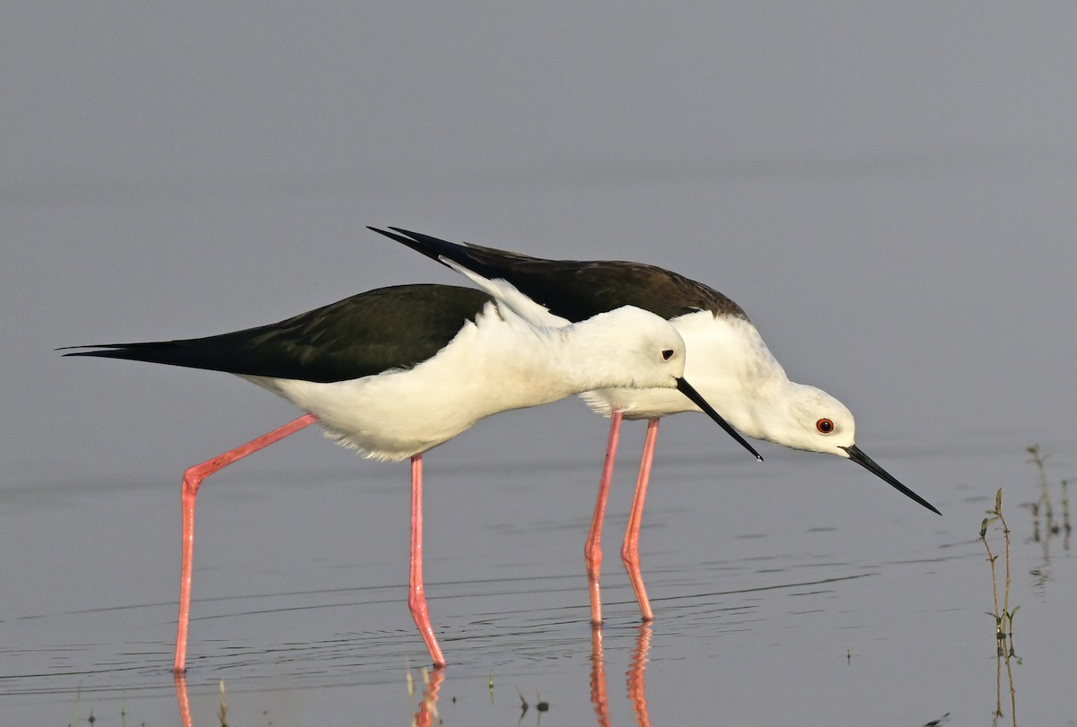 pisila čáponohá - ML647059346