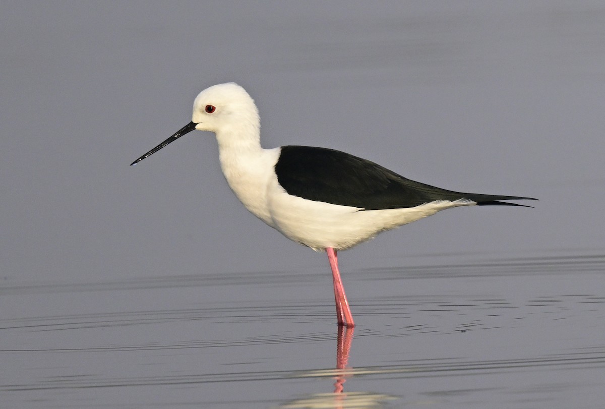 pisila čáponohá - ML647059347