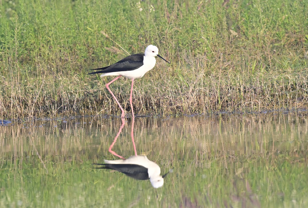 pisila čáponohá - ML647059348