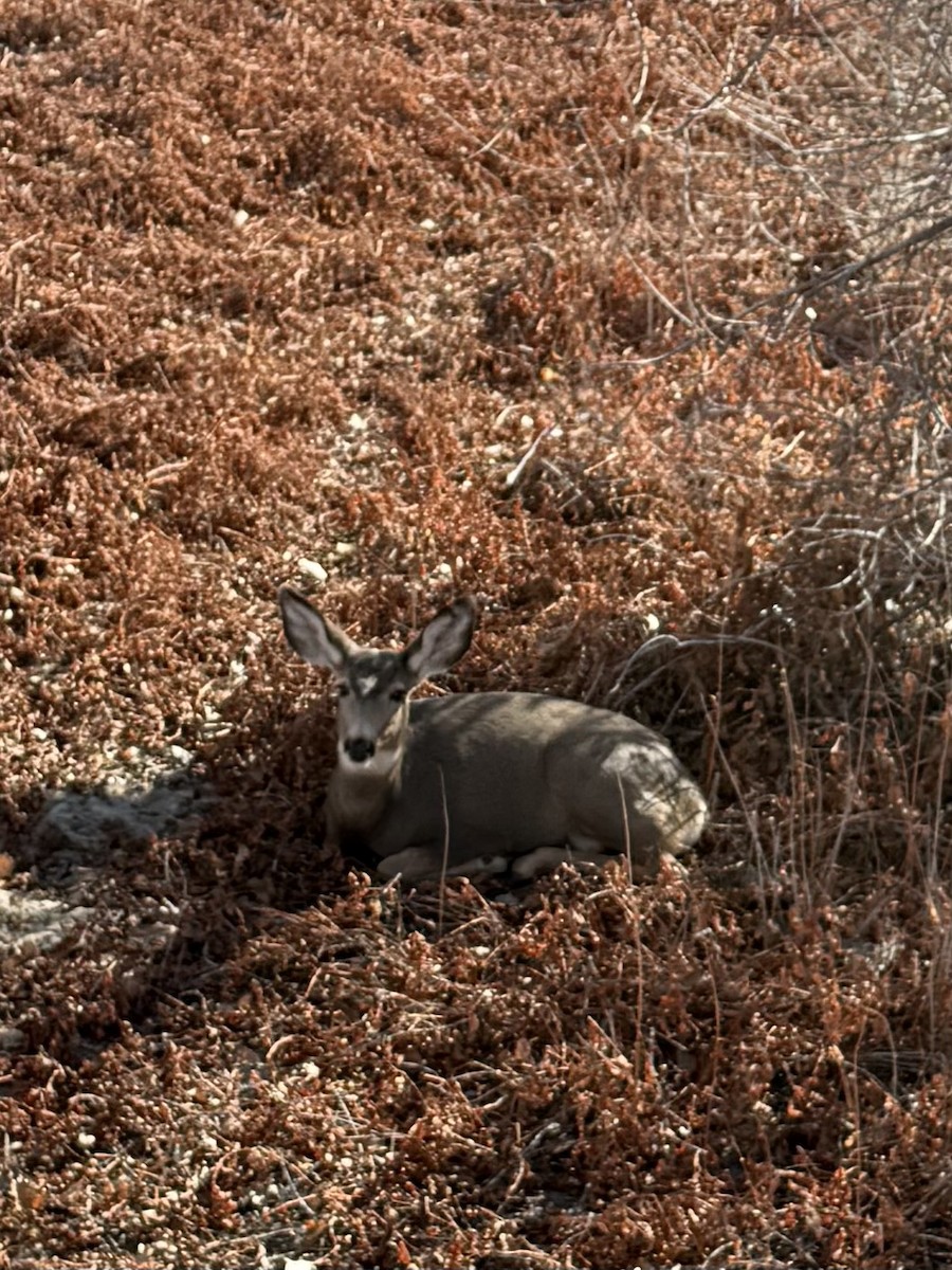 Animals - ML647059350