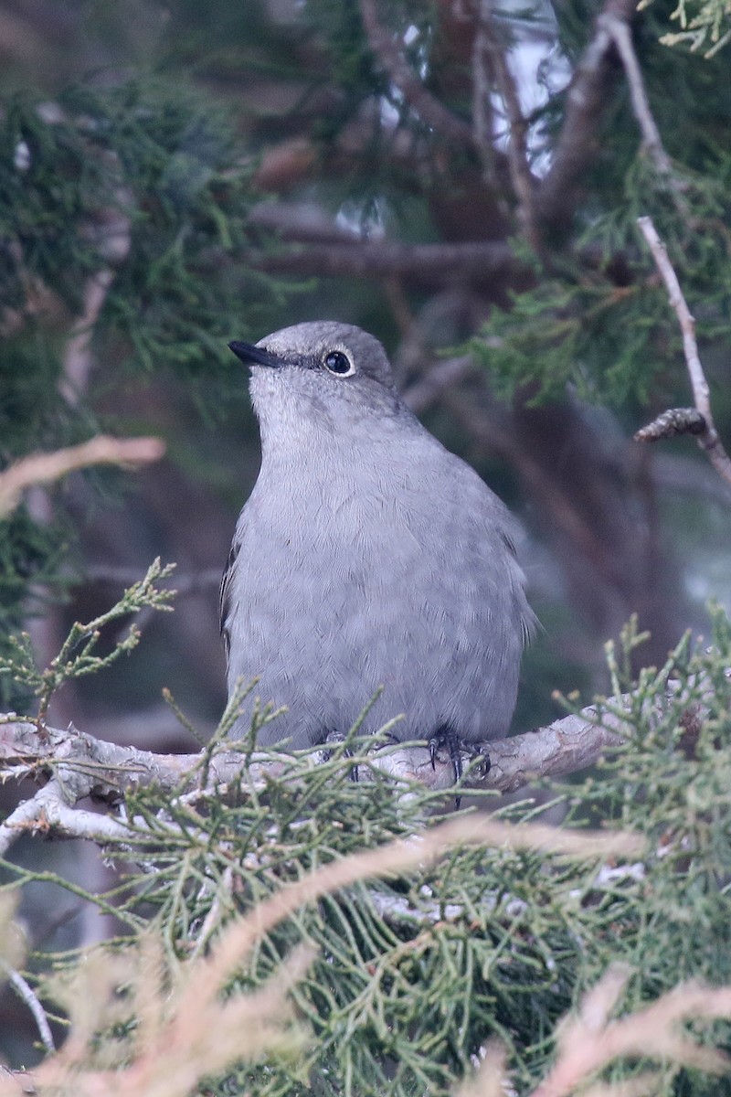 Townsend's Solitaire - ML647059351