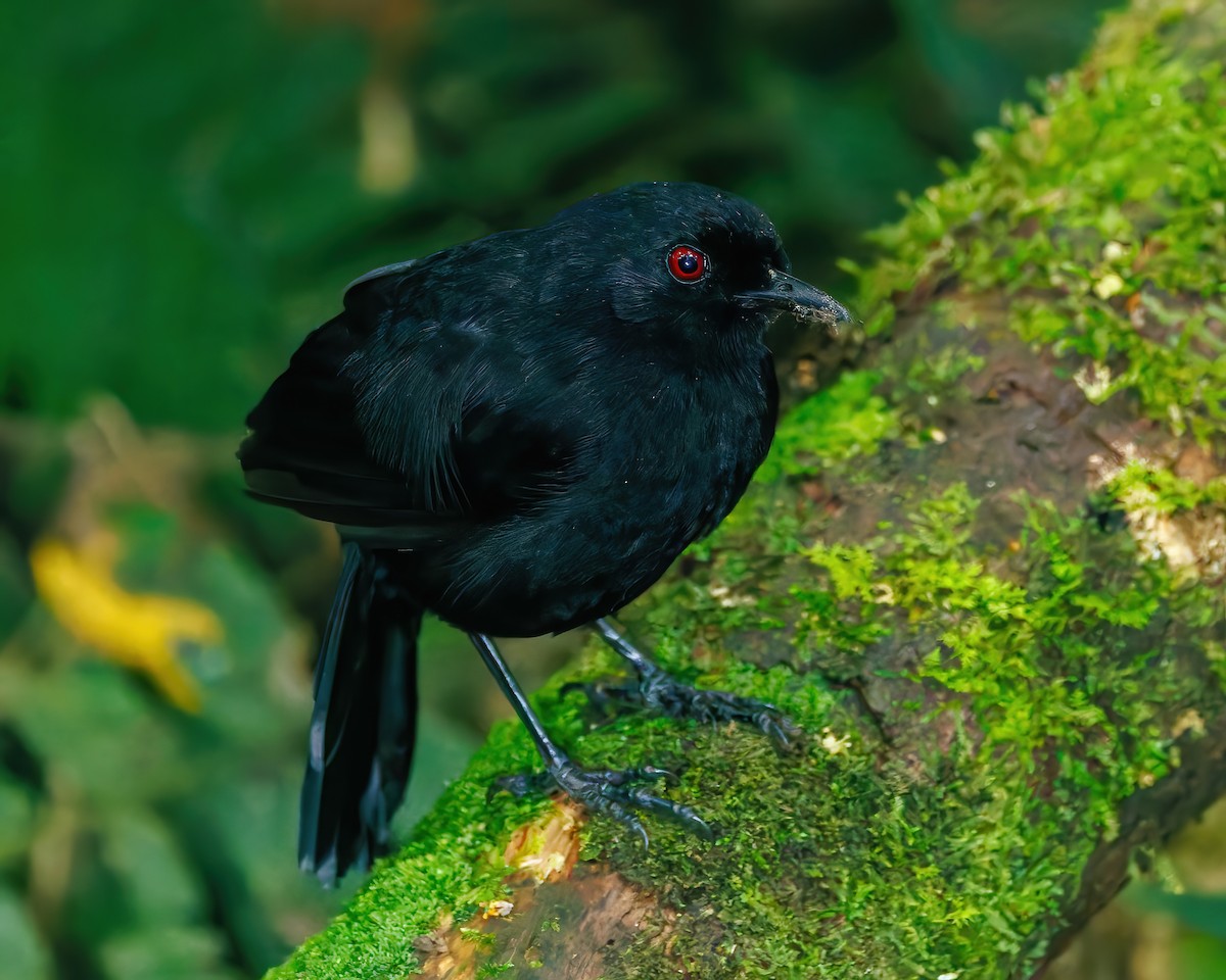 Western Fire-eye (Black-bellied) - ML647059352