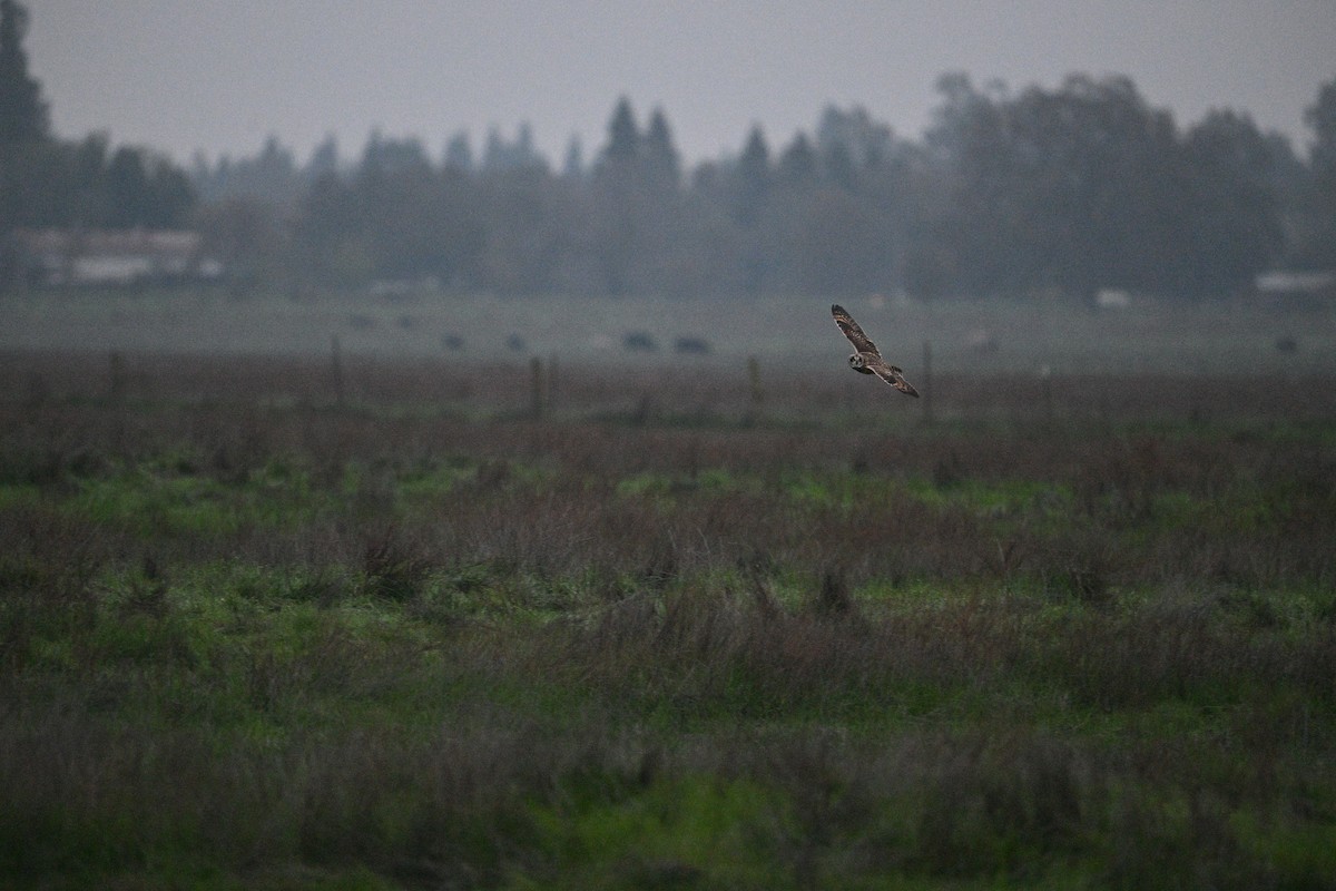 Short-eared Owl - ML647059353
