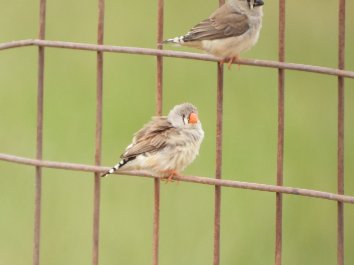 פרושית זברה - ML647059354