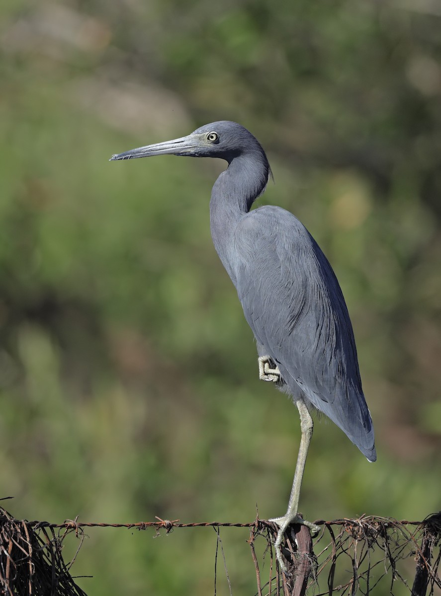 Little Blue Heron - ML647059368