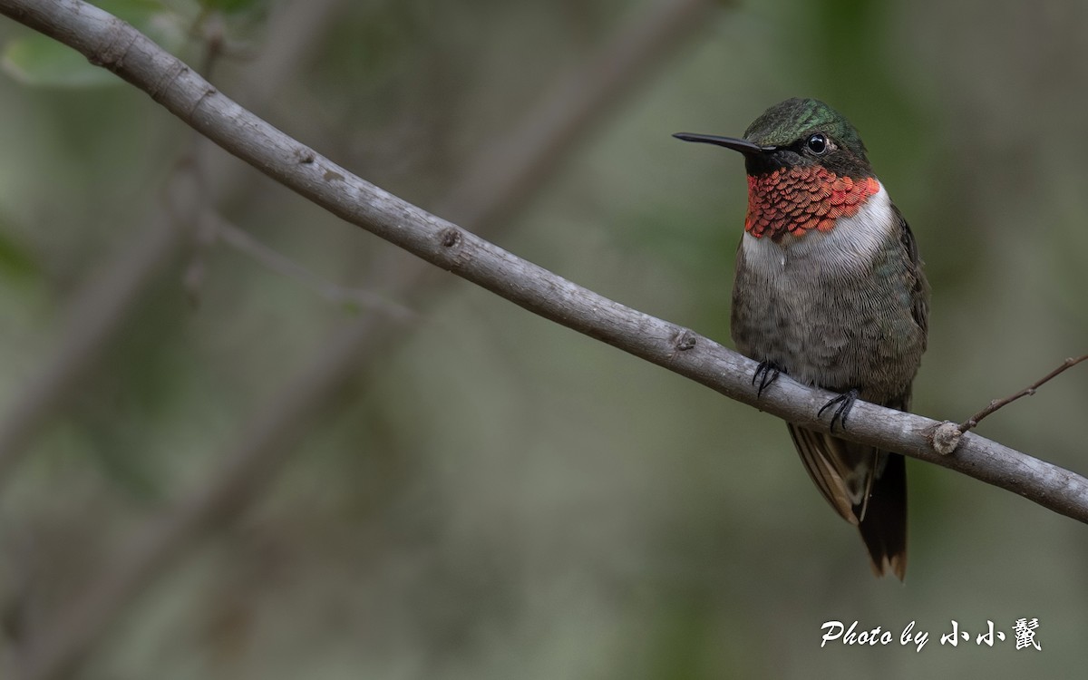 Ruby-throated Hummingbird - ML647059369