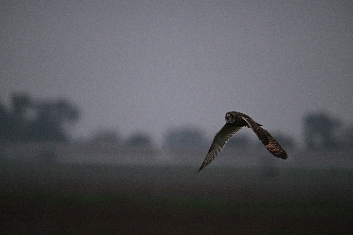 Short-eared Owl - ML647059371
