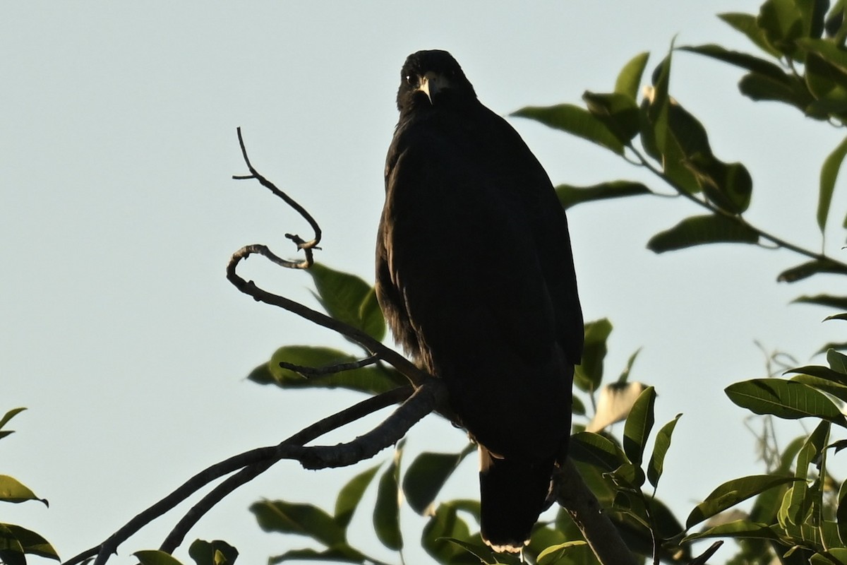Common Black Hawk - ML647059373