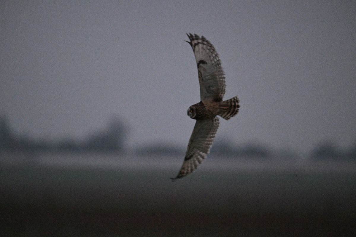 Short-eared Owl - ML647059375