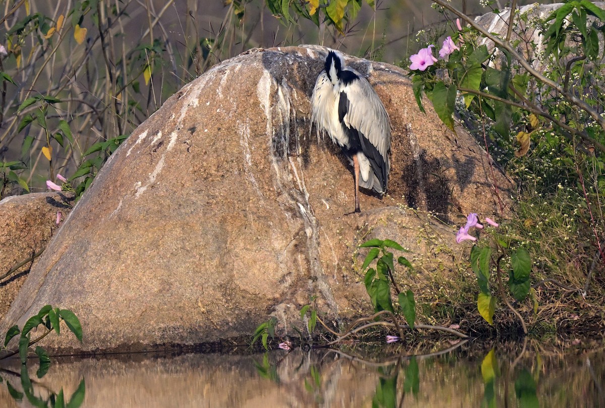 volavka popelavá - ML647059376