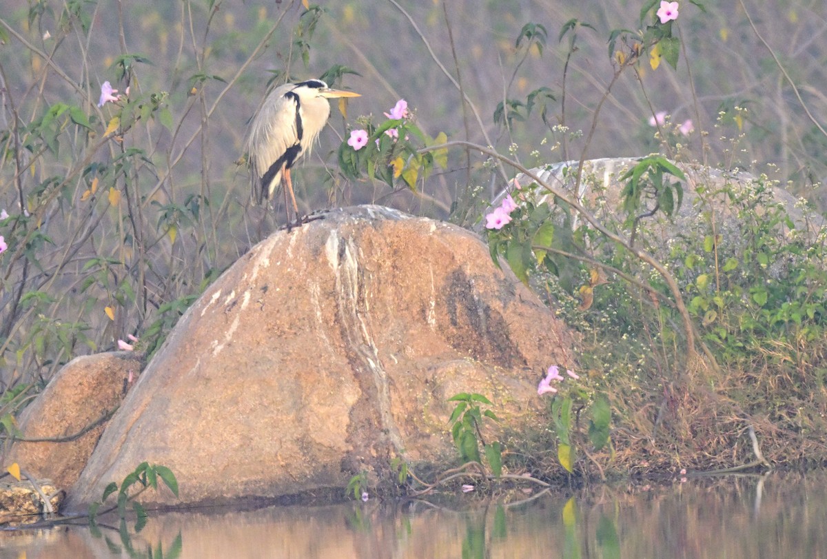 volavka popelavá - ML647059377