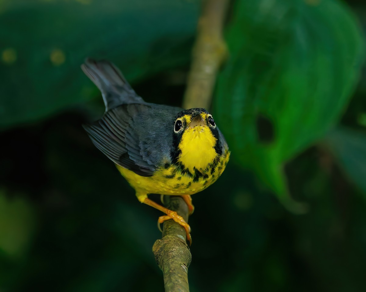 Paruline du Canada - ML647059378