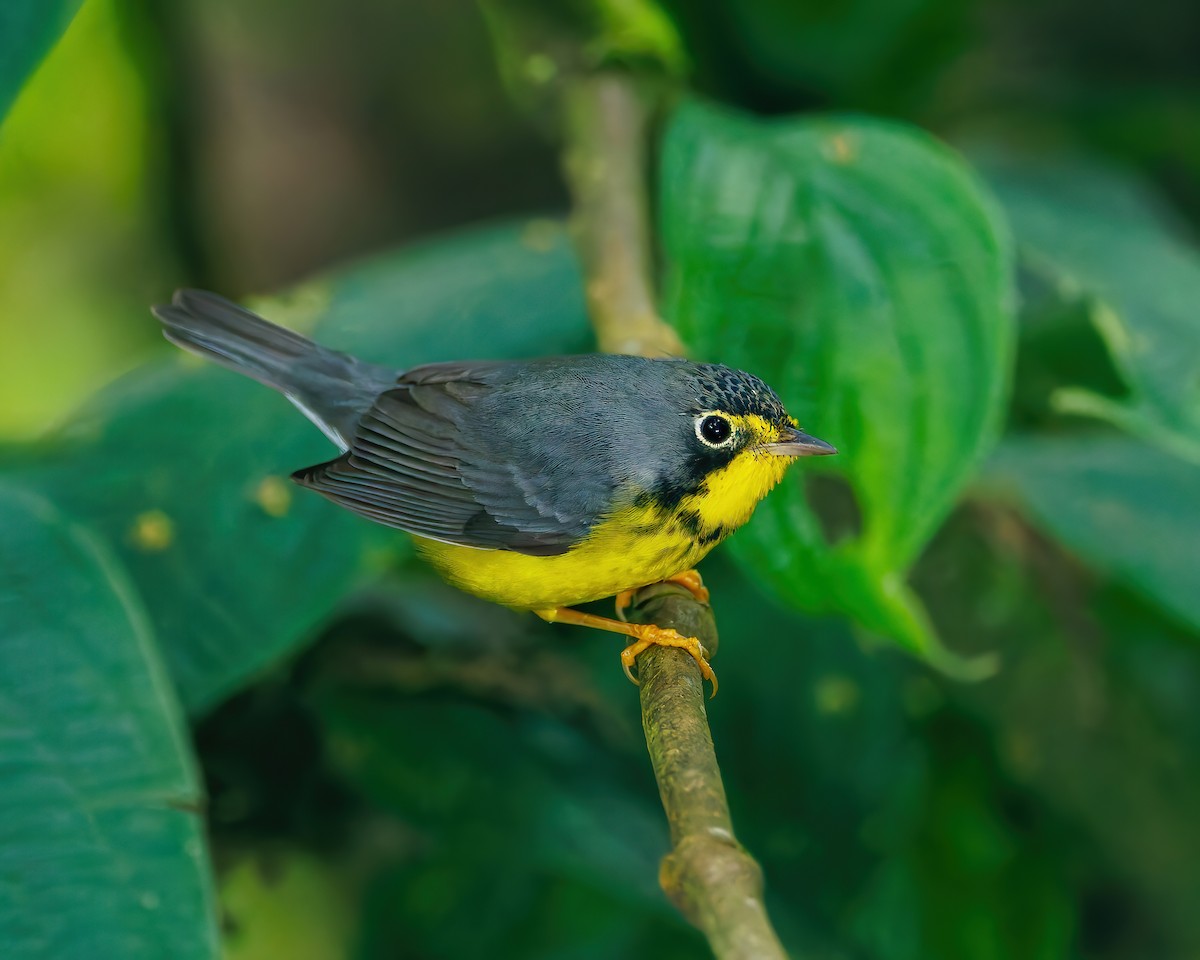 Paruline du Canada - ML647059379