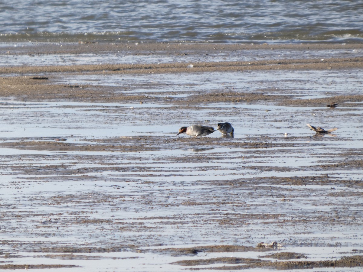Green-winged Teal - ML647059383