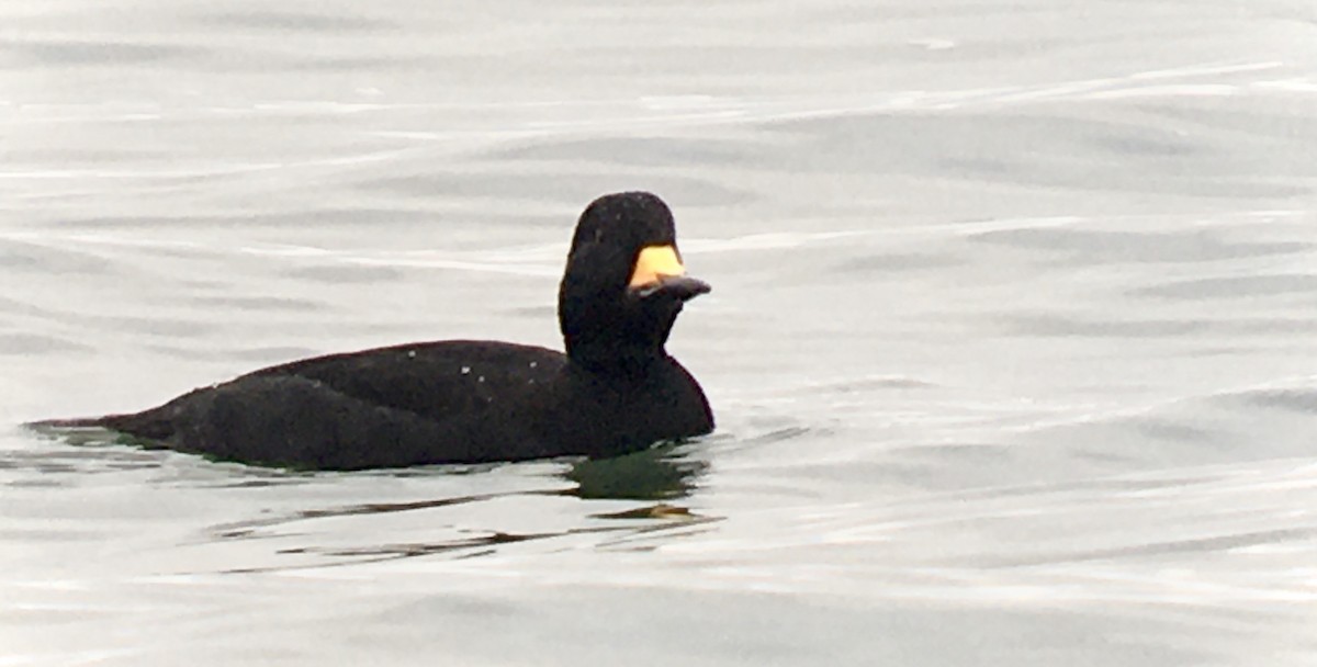 クロガモ - ML647059388