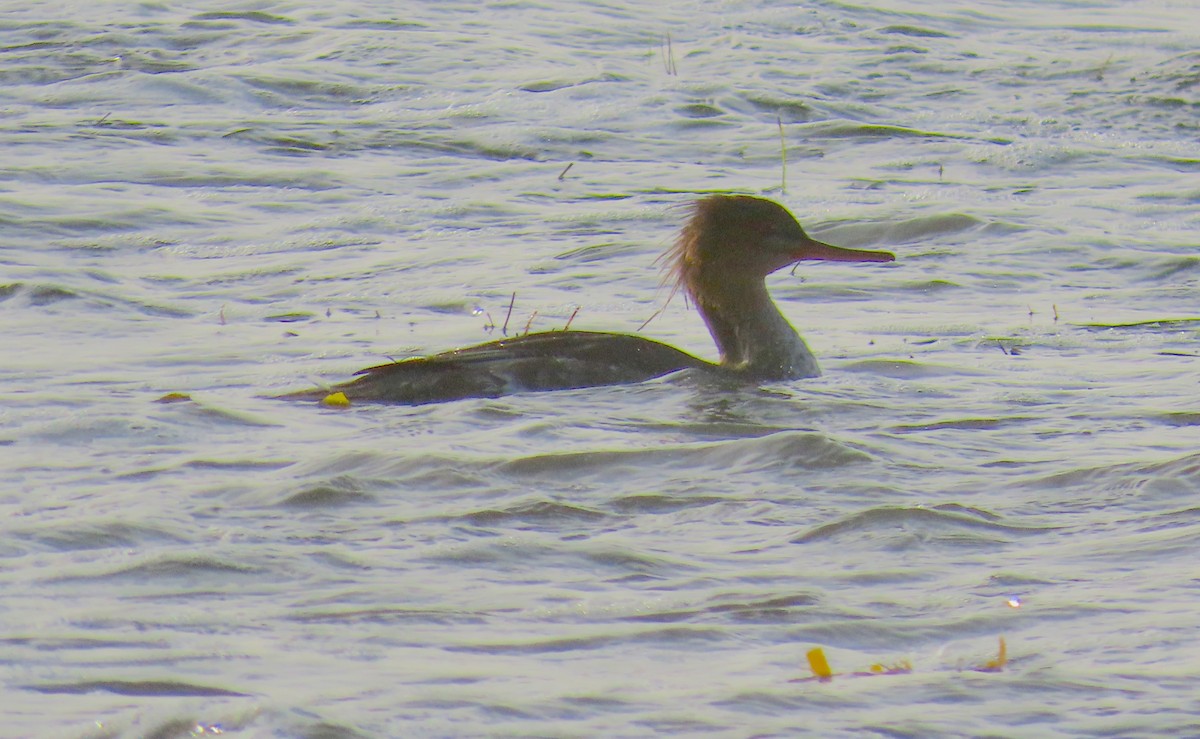 מרגון בינוני - ML647059391