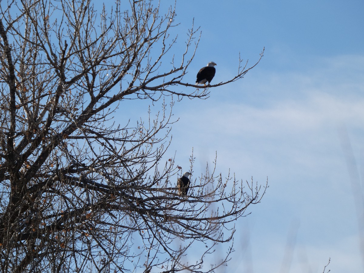 Белоголовый орлан - ML647059392