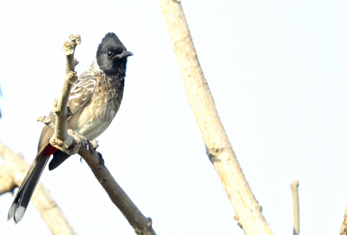 bulbul šupinkový - ML647059393