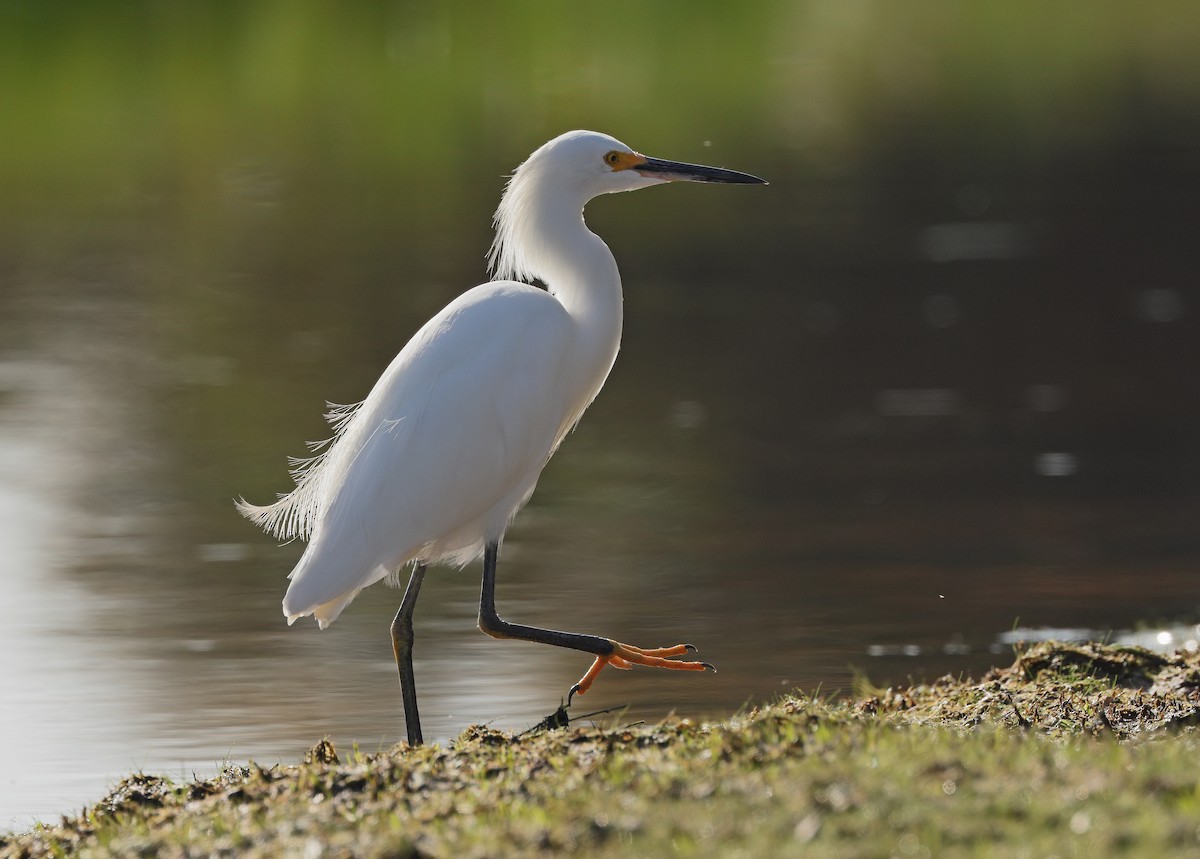 Snowy Egret - ML647059398