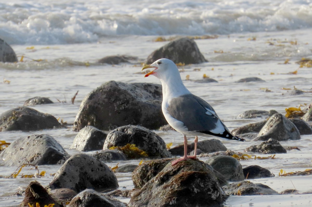 racek západní - ML647059399