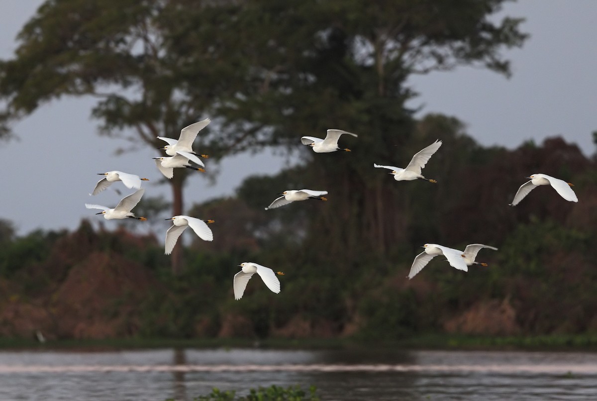 Snowy Egret - ML647059400
