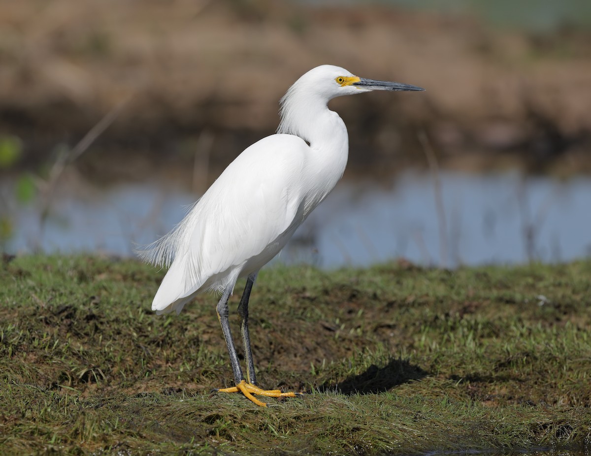 Snowy Egret - ML647059401