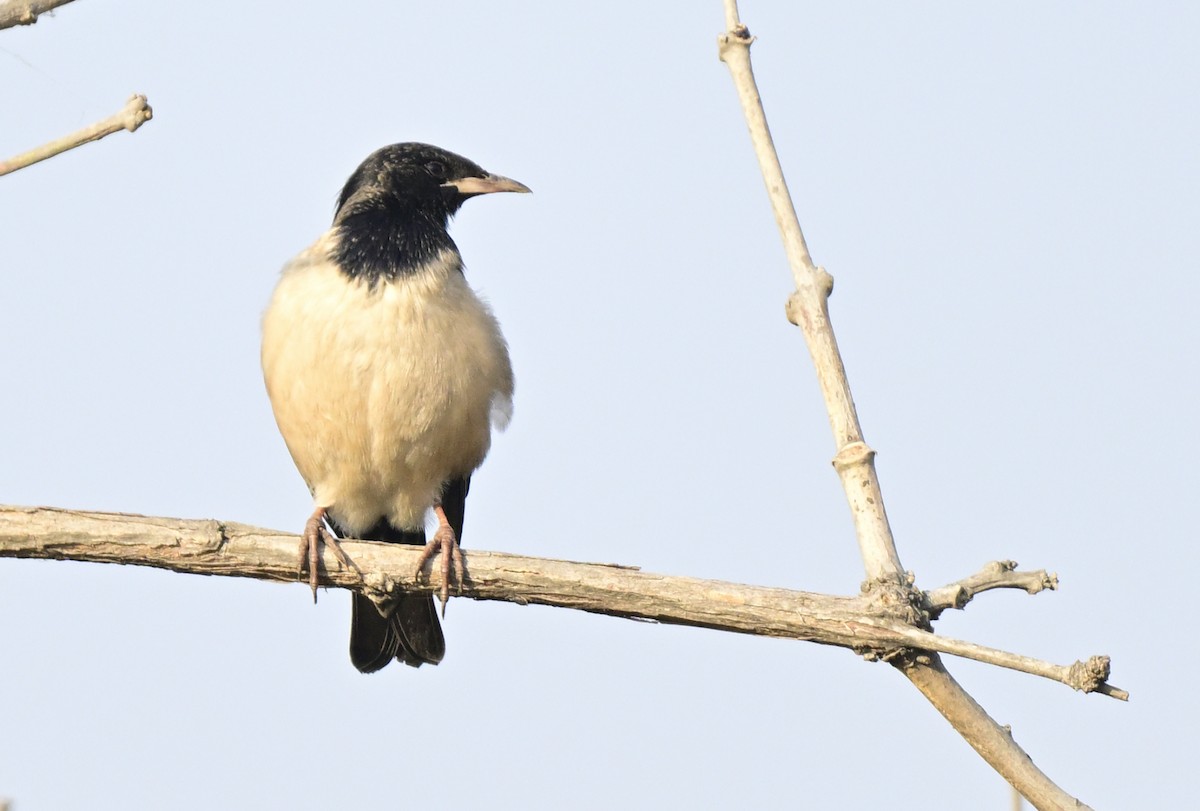 špaček růžový - ML647059402