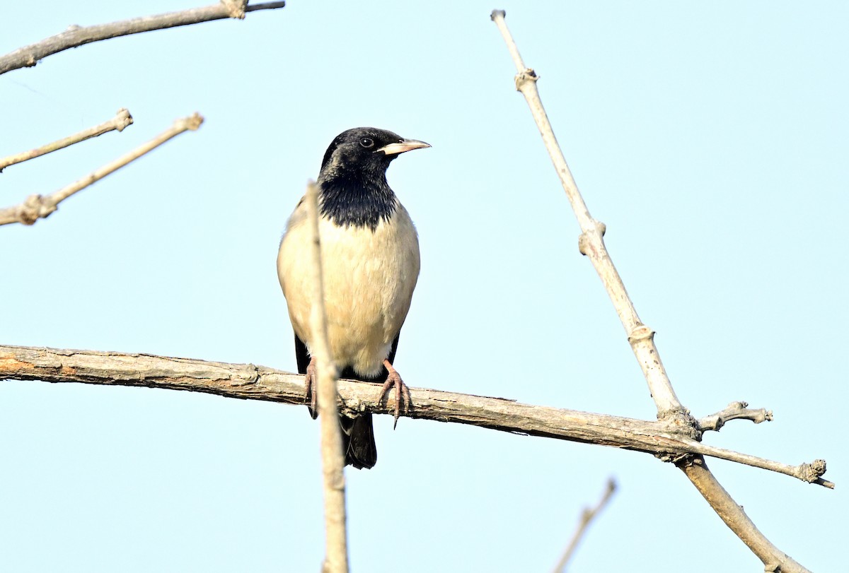 špaček růžový - ML647059403