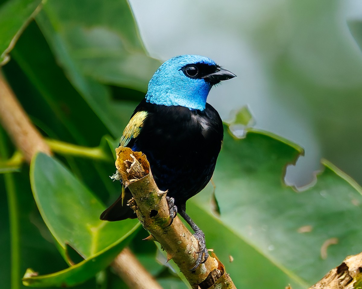 Танагра блакитношия - ML647059409