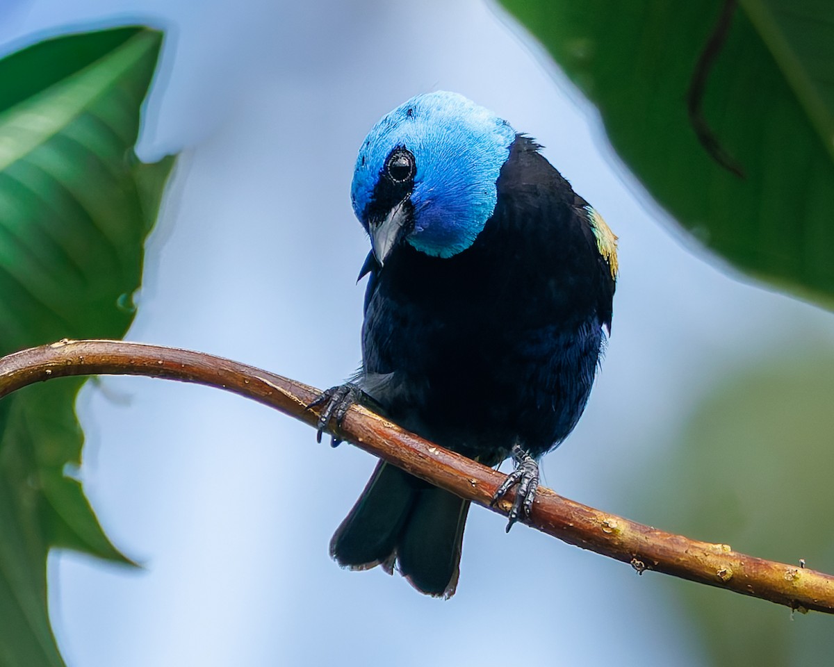 Танагра блакитношия - ML647059410