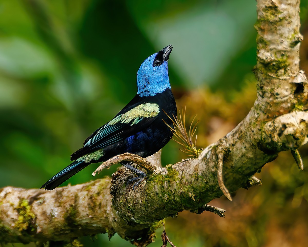 Танагра блакитношия - ML647059411