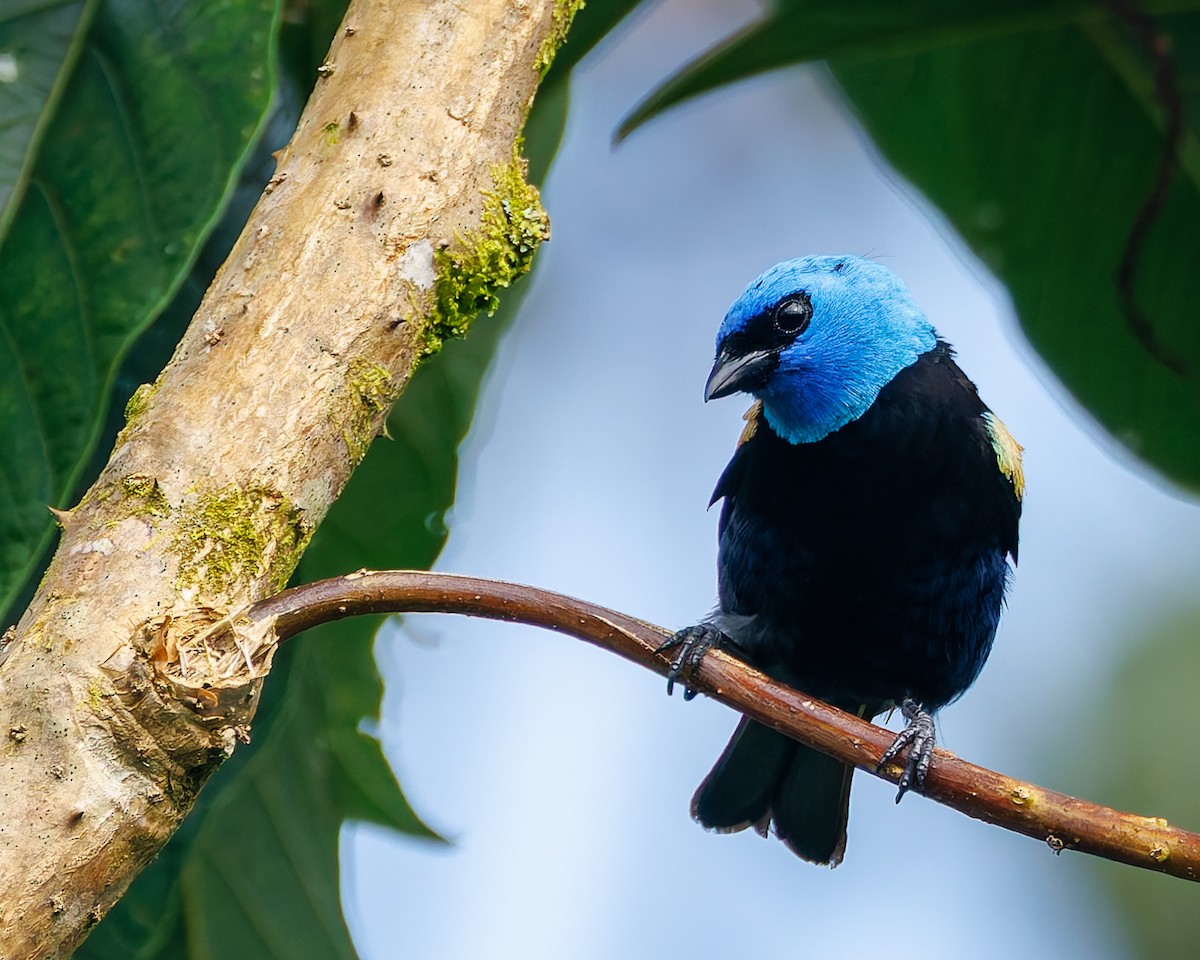 Танагра блакитношия - ML647059412