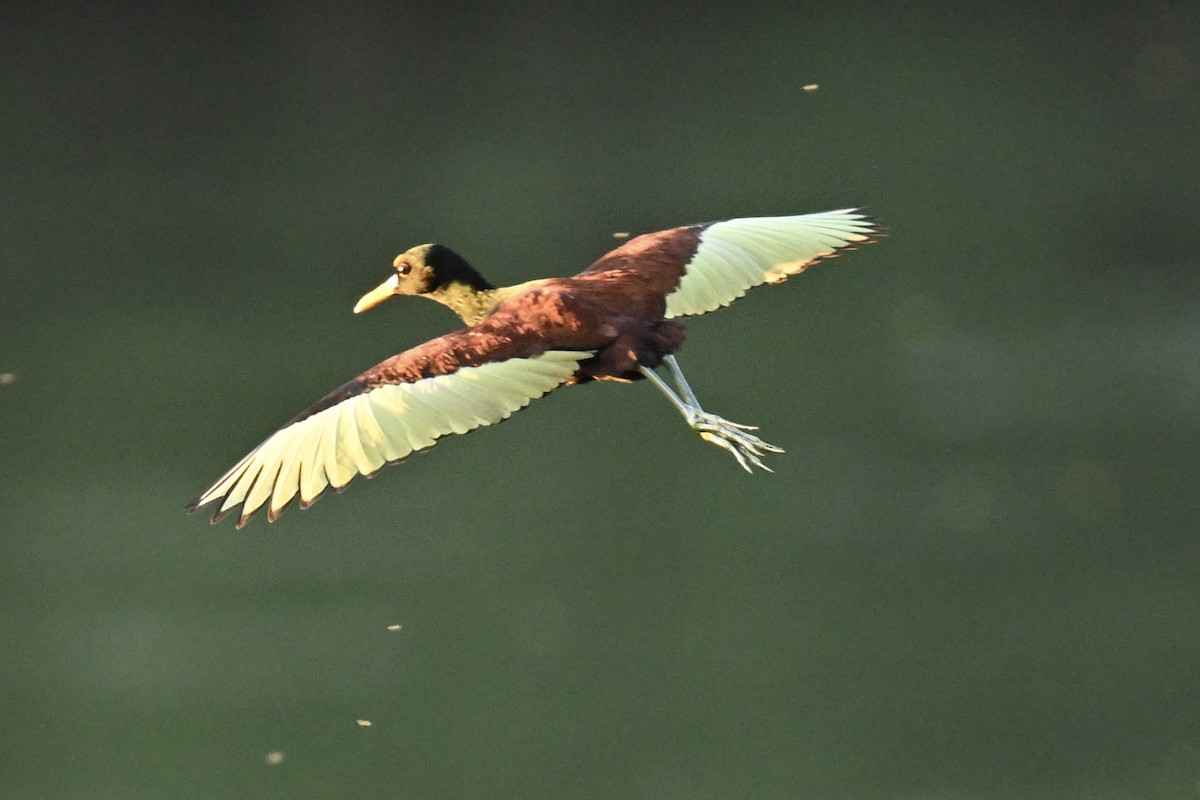 Northern Jacana - ML647059413