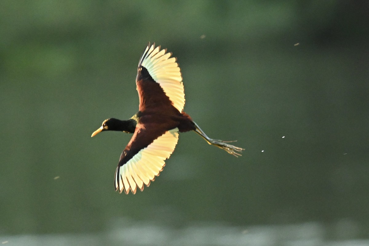Northern Jacana - ML647059414