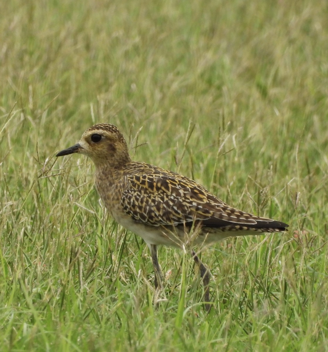 Küçük Altın Yağmurcun - ML647059415